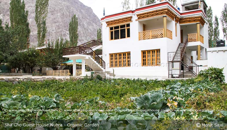 sha-cho-guest-house-nubra-ladakh-organic-garden